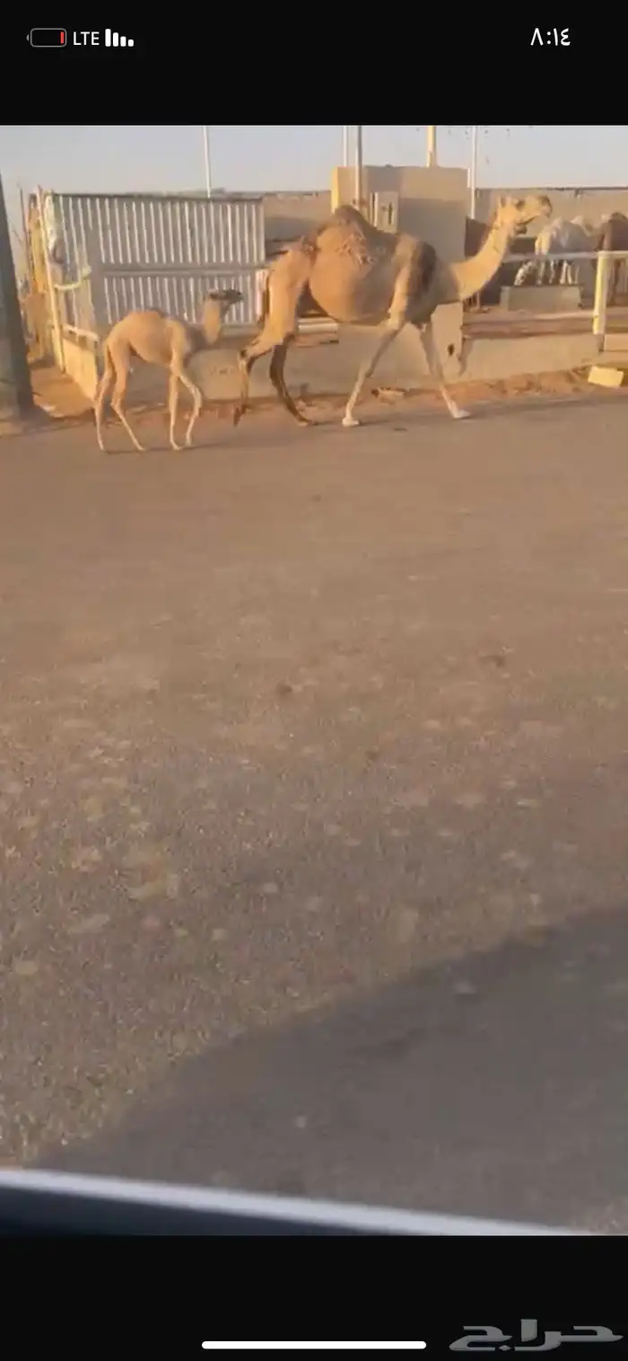 للبيع الخلفه الي حدره قعود 0