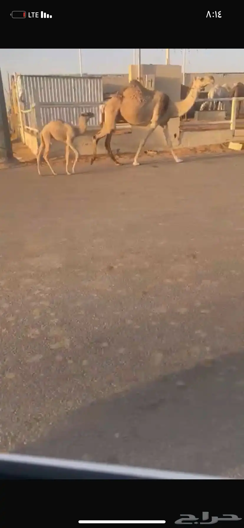 للبيع الخلفه الي حدره قعود 0