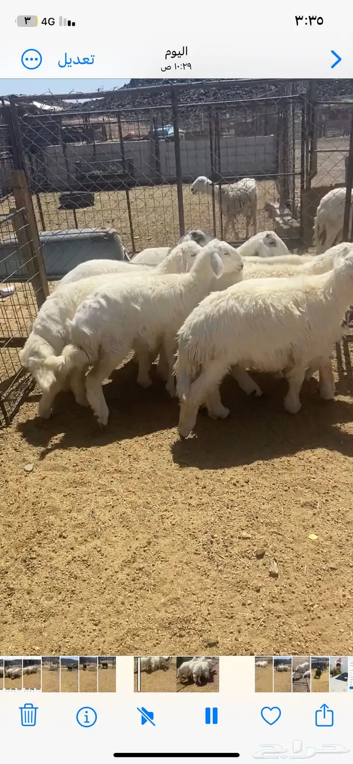 اعرض لكم 7 طليان ورخل من حلالي نضيفه شرط العمر 7 شهور 6