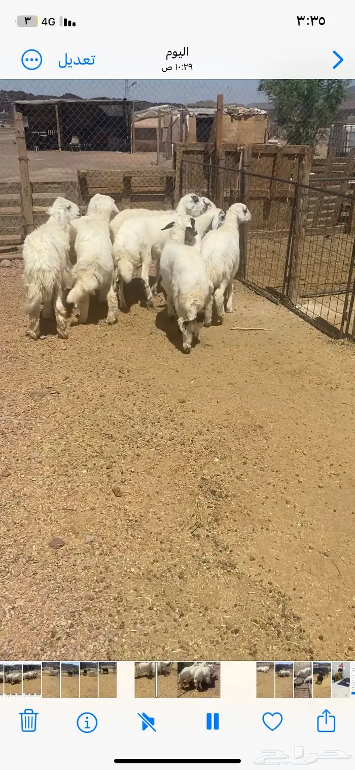 اعرض لكم 7 طليان ورخل من حلالي نضيفه شرط العمر 7 شهور 1