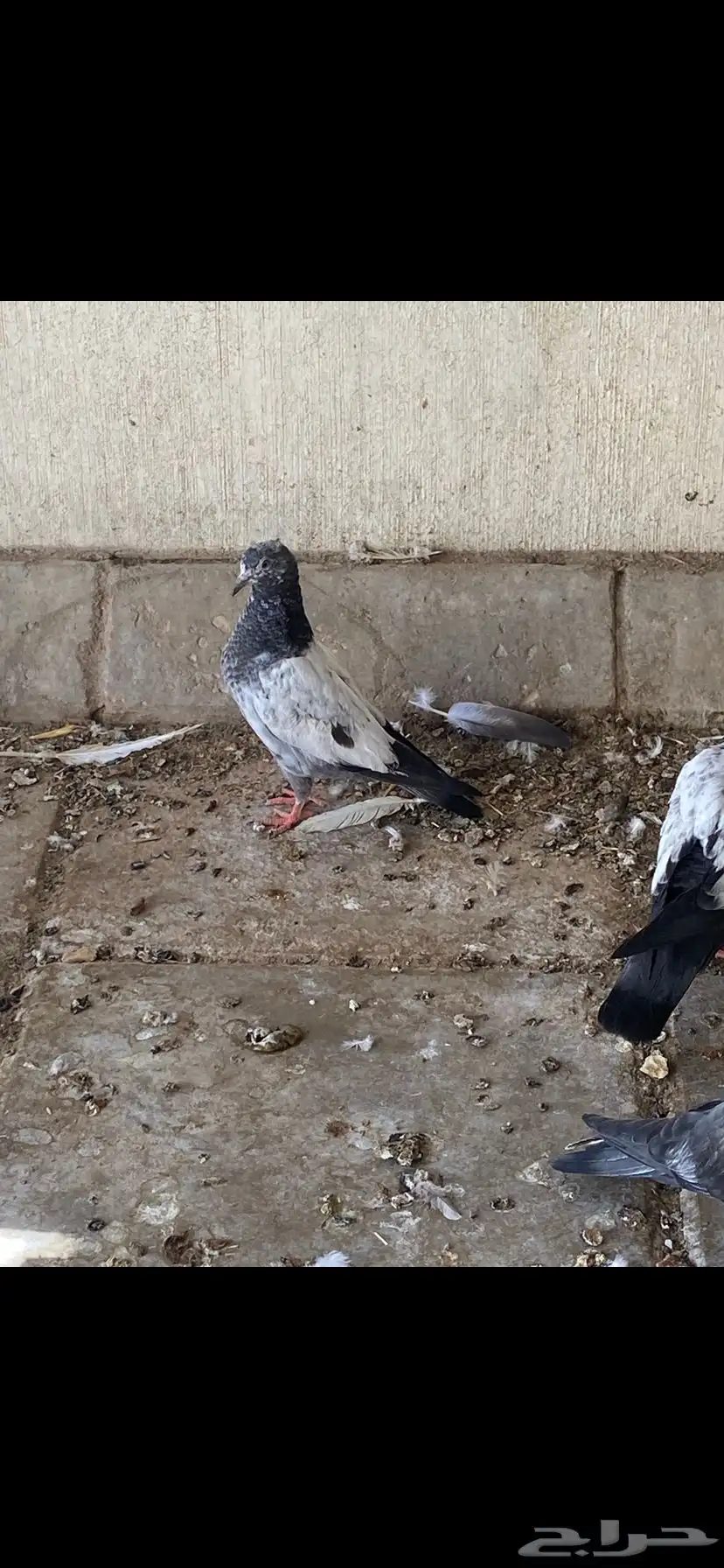 حمام تيدي للبيع 0