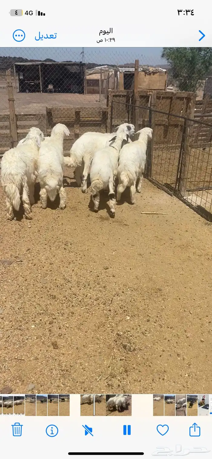 اعرض لكم 7 طليان ورخل من حلالي نضيفه شرط العمر 7 شهور 9