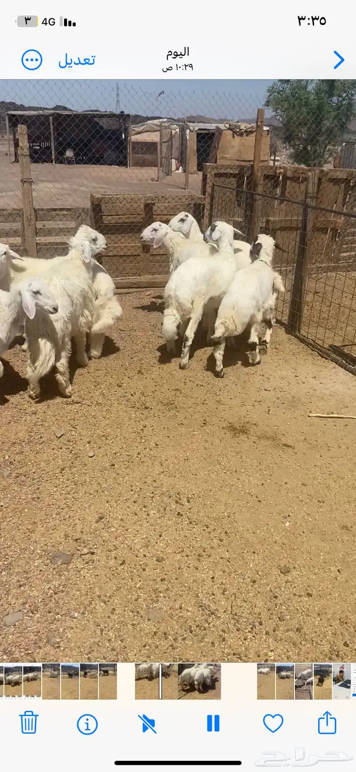 اعرض لكم 7 طليان ورخل من حلالي نضيفه شرط العمر 7 شهور 0