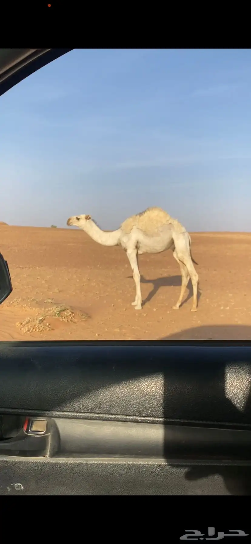 حشو قعدان للبيع 1