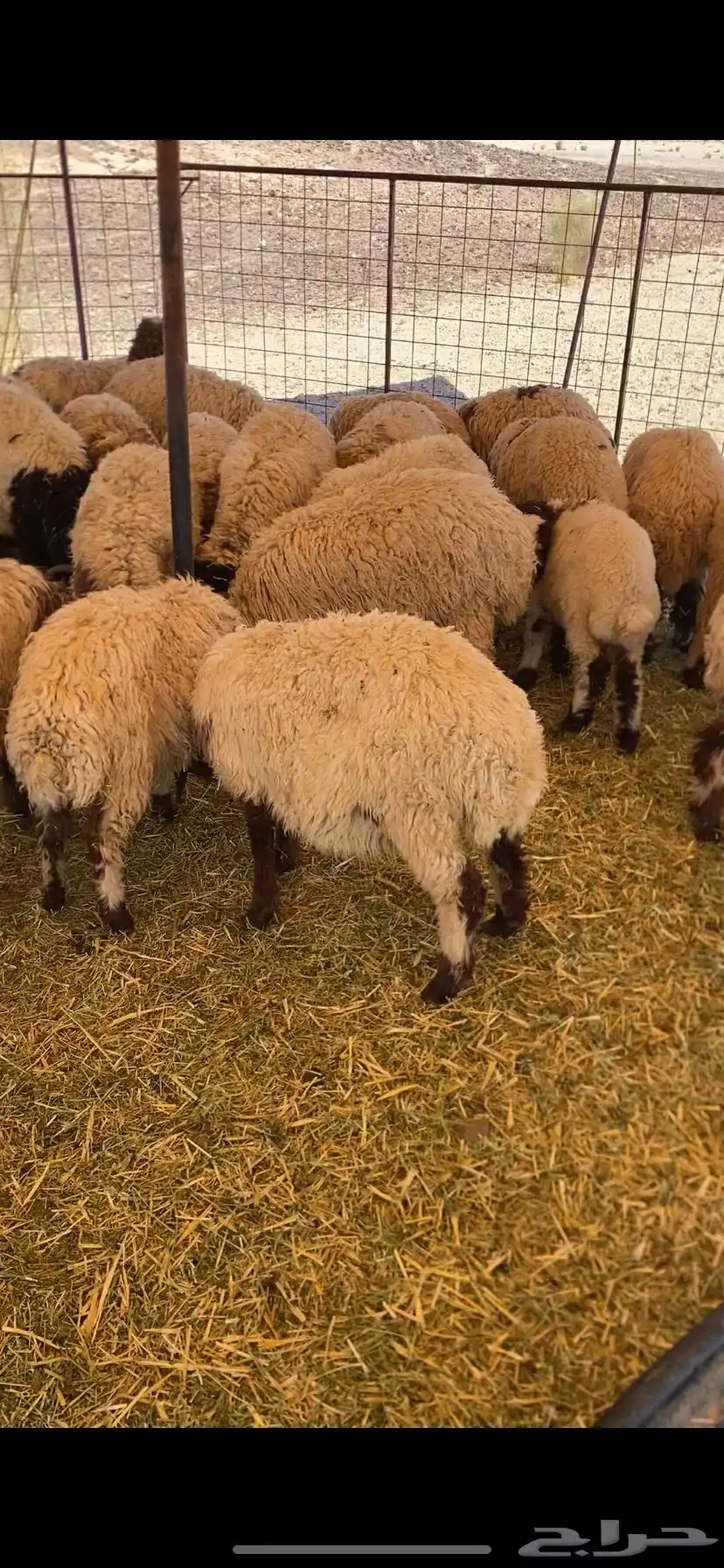 طليان العدد 30 0