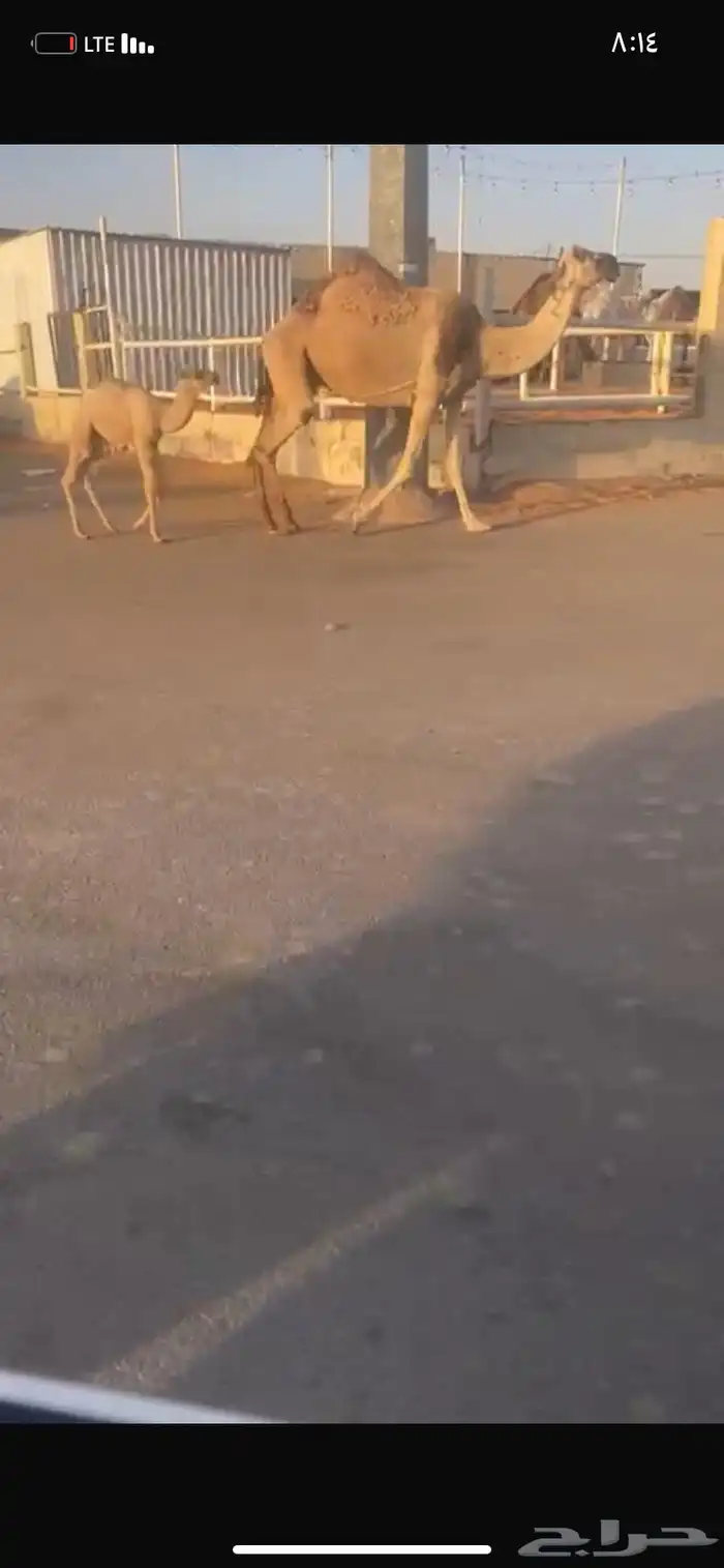 للبيع الخلفه الي حدره قعود 7