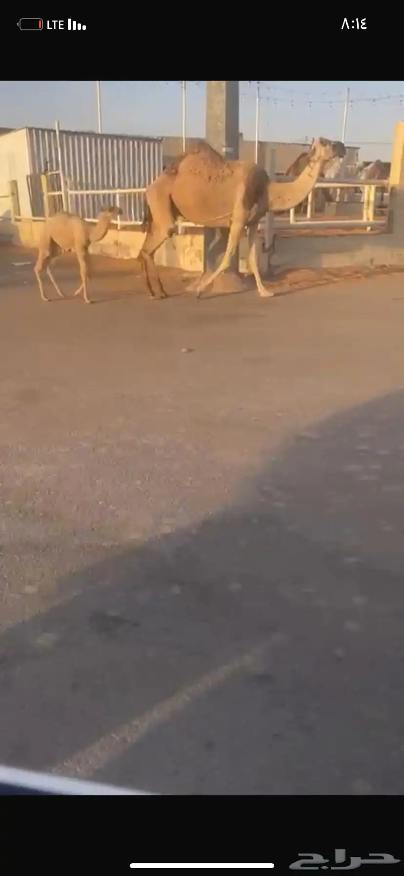 للبيع الخلفه الي حدره قعود 7