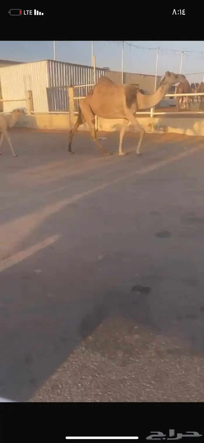 للبيع الخلفه الي حدره قعود 3
