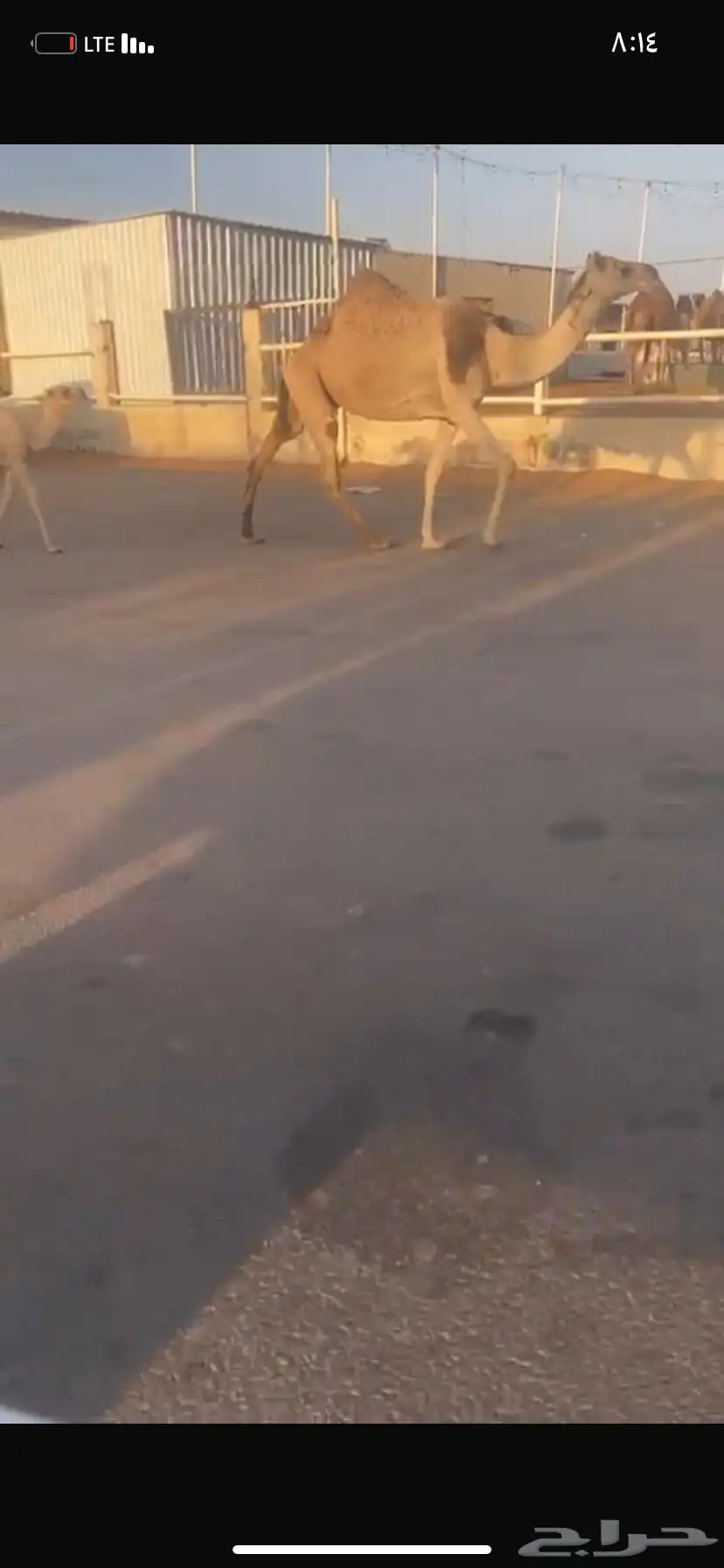 للبيع الخلفه الي حدره قعود 3