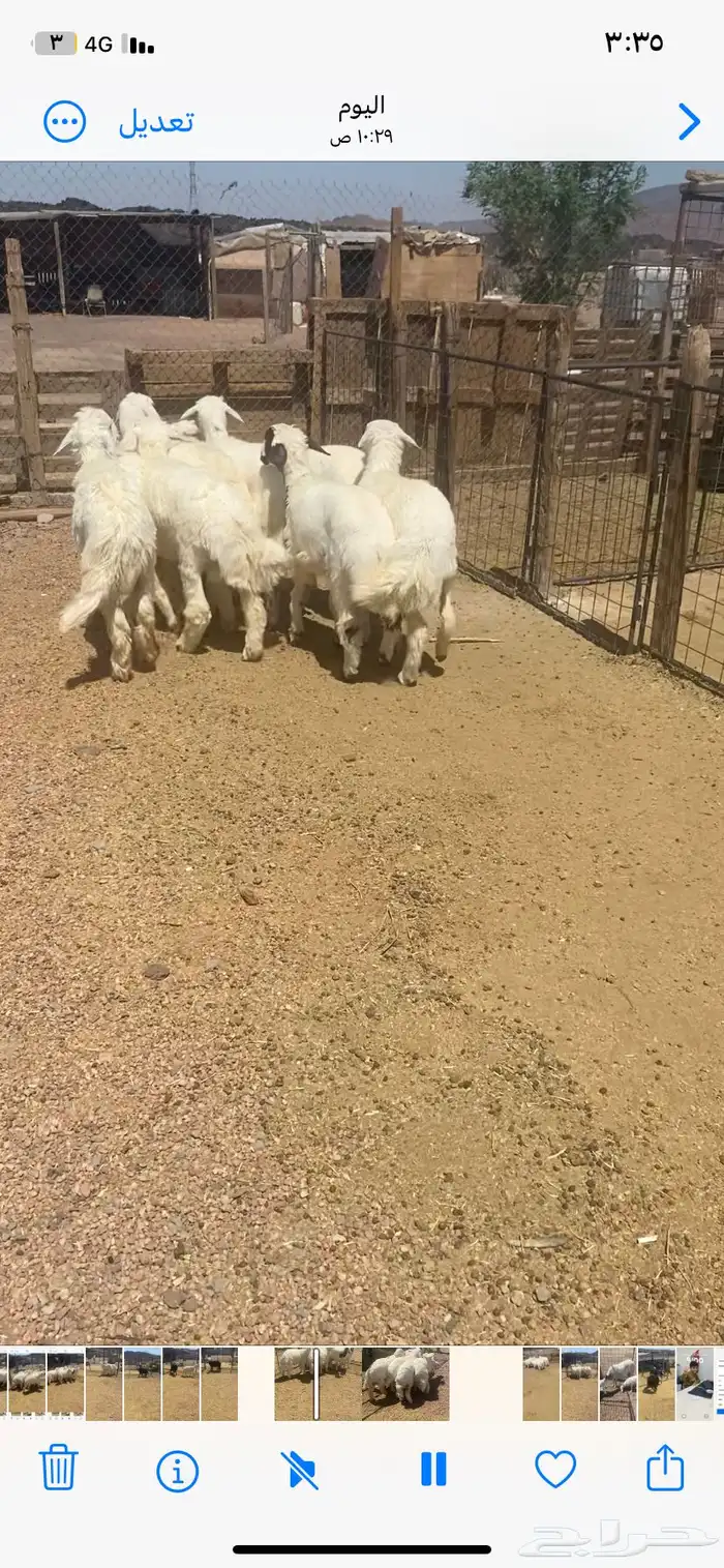 اعرض لكم 7 طليان ورخل من حلالي نضيفه شرط العمر 7 شهور 2