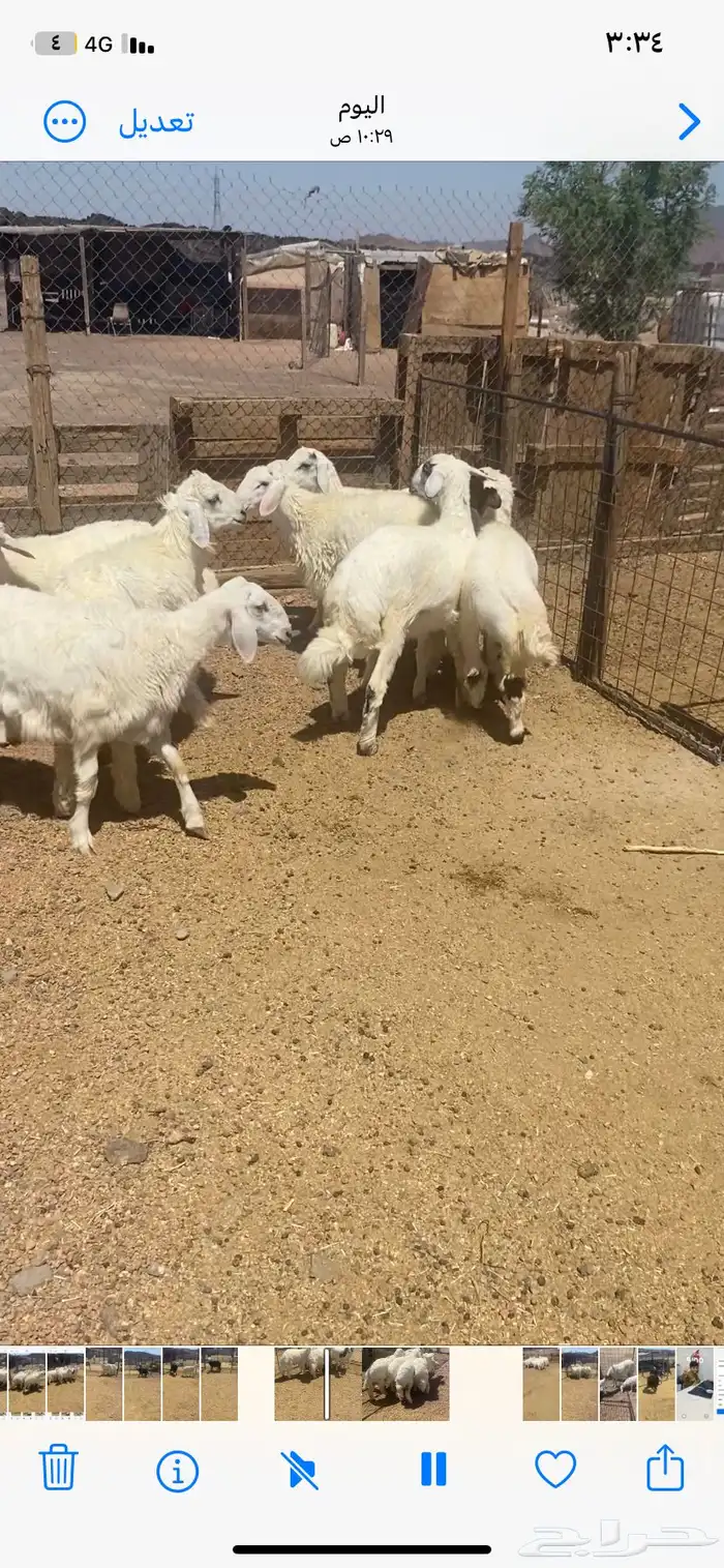 اعرض لكم 7 طليان ورخل من حلالي نضيفه شرط العمر 7 شهور 7