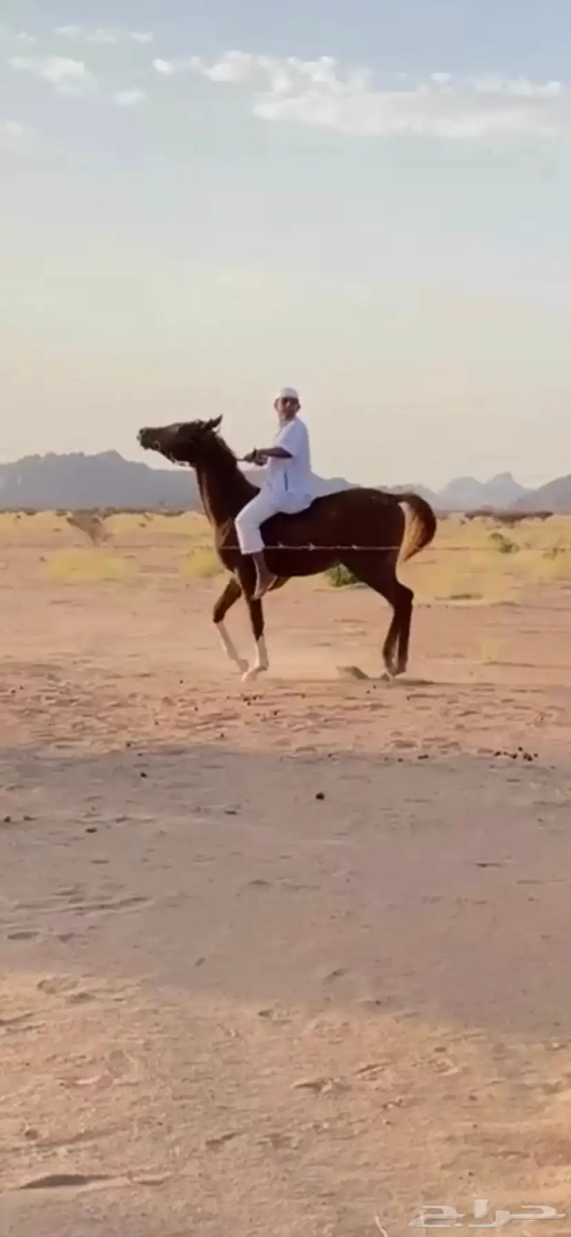 حصان شعبي 1