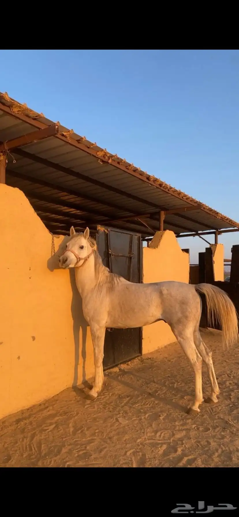 خيل واهو 2