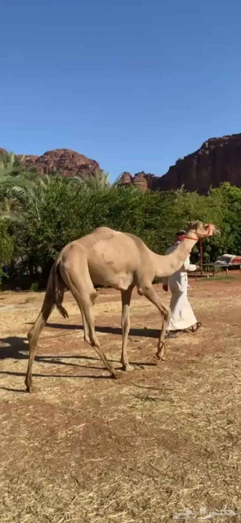 للبيع قعود مفرود 0