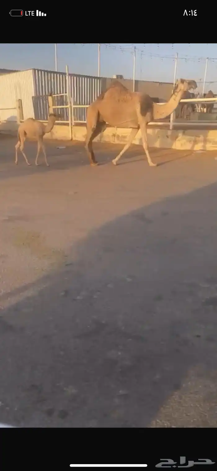 للبيع الخلفه الي حدره قعود 2