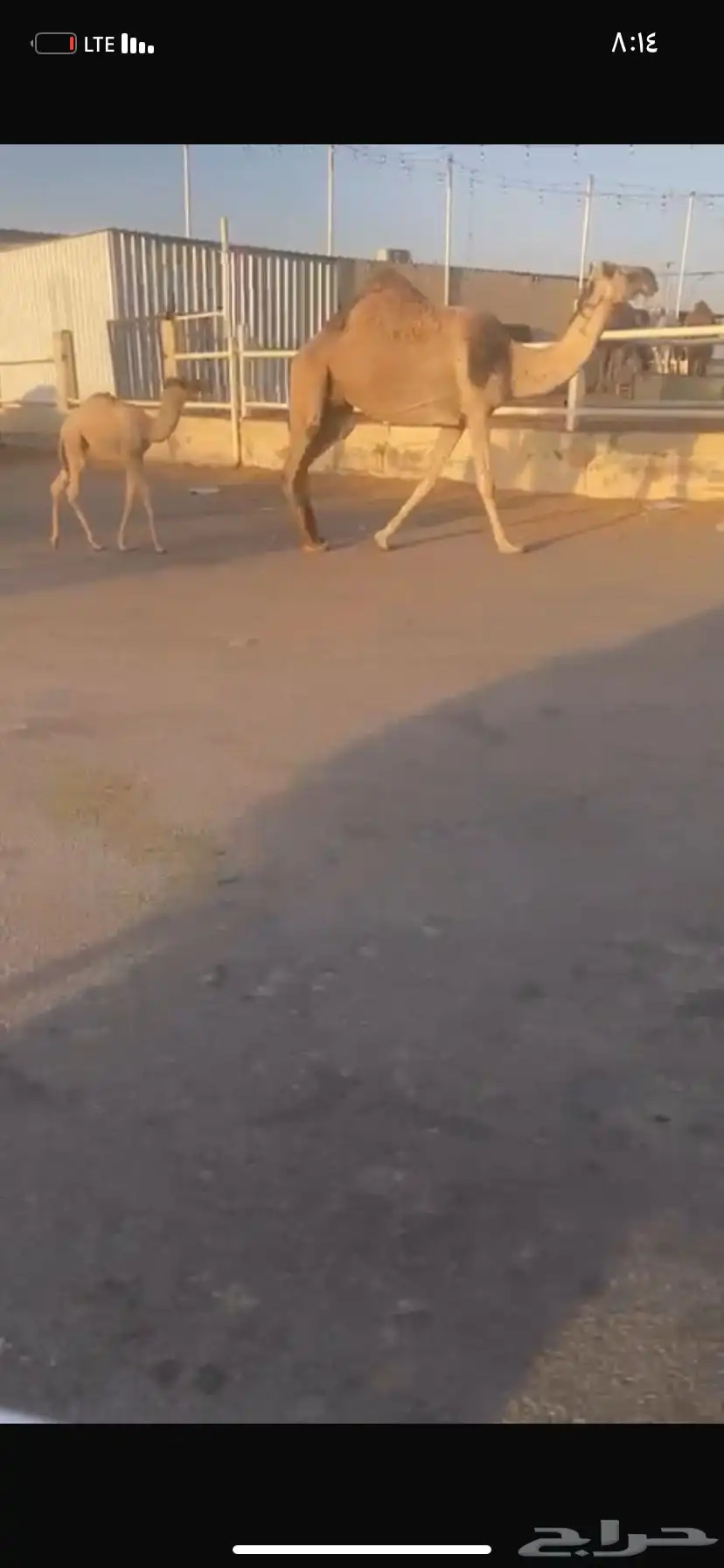 للبيع الخلفه الي حدره قعود 2