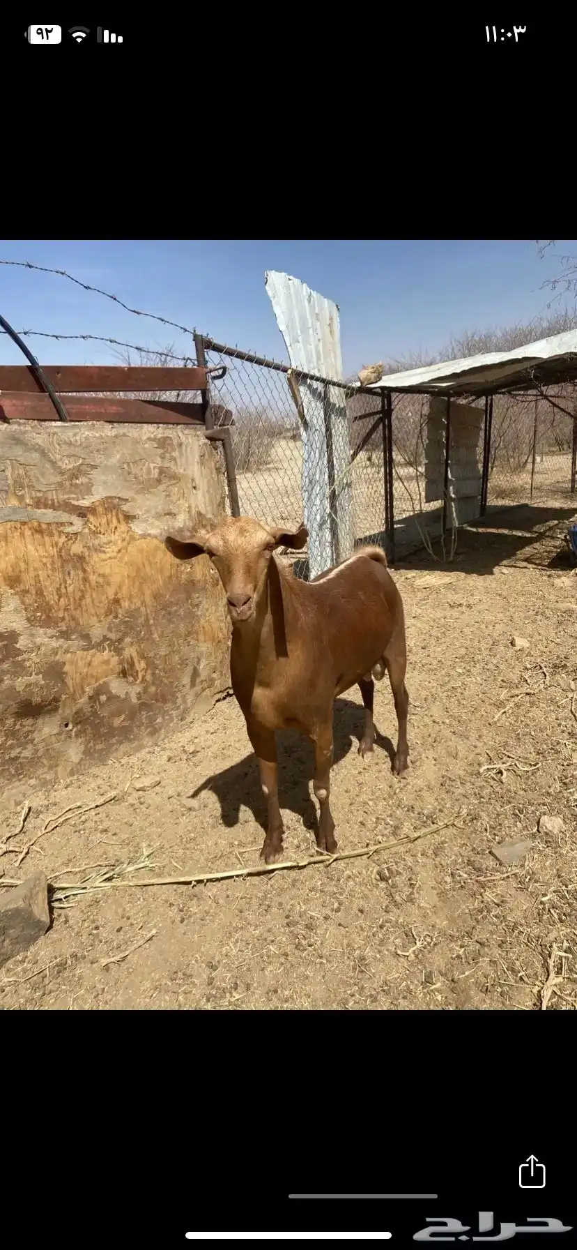 تيس فحل للبيع 2