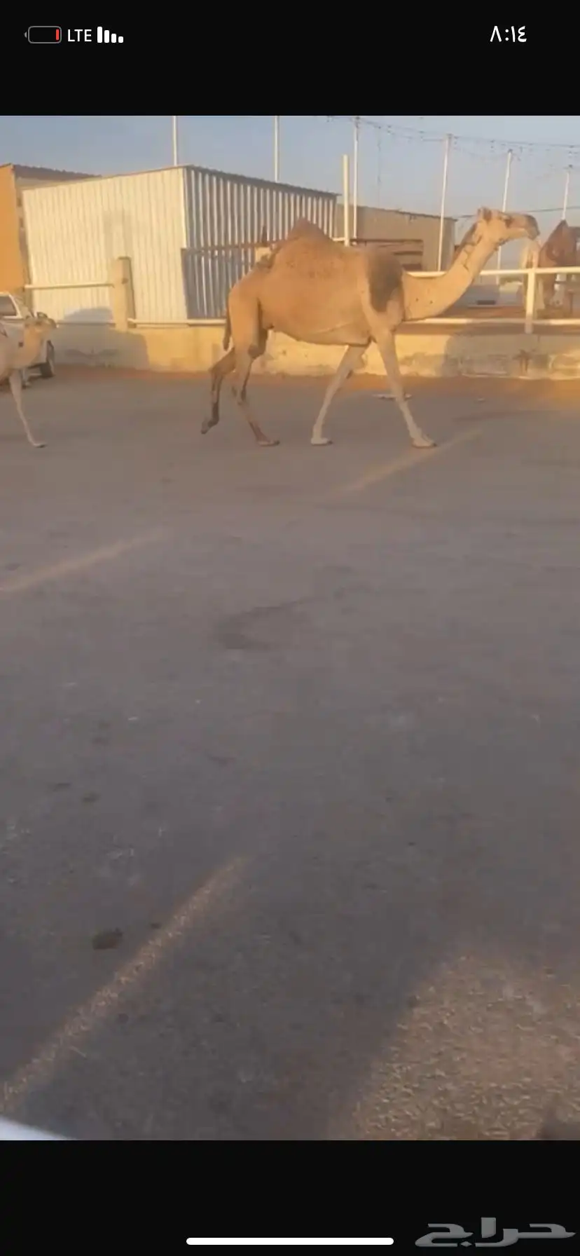 للبيع الخلفه الي حدره قعود 4