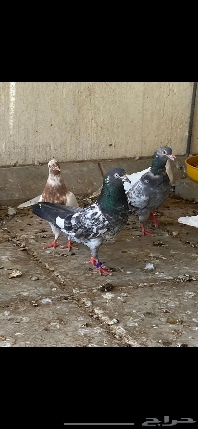 حمام تيدي للبيع 9