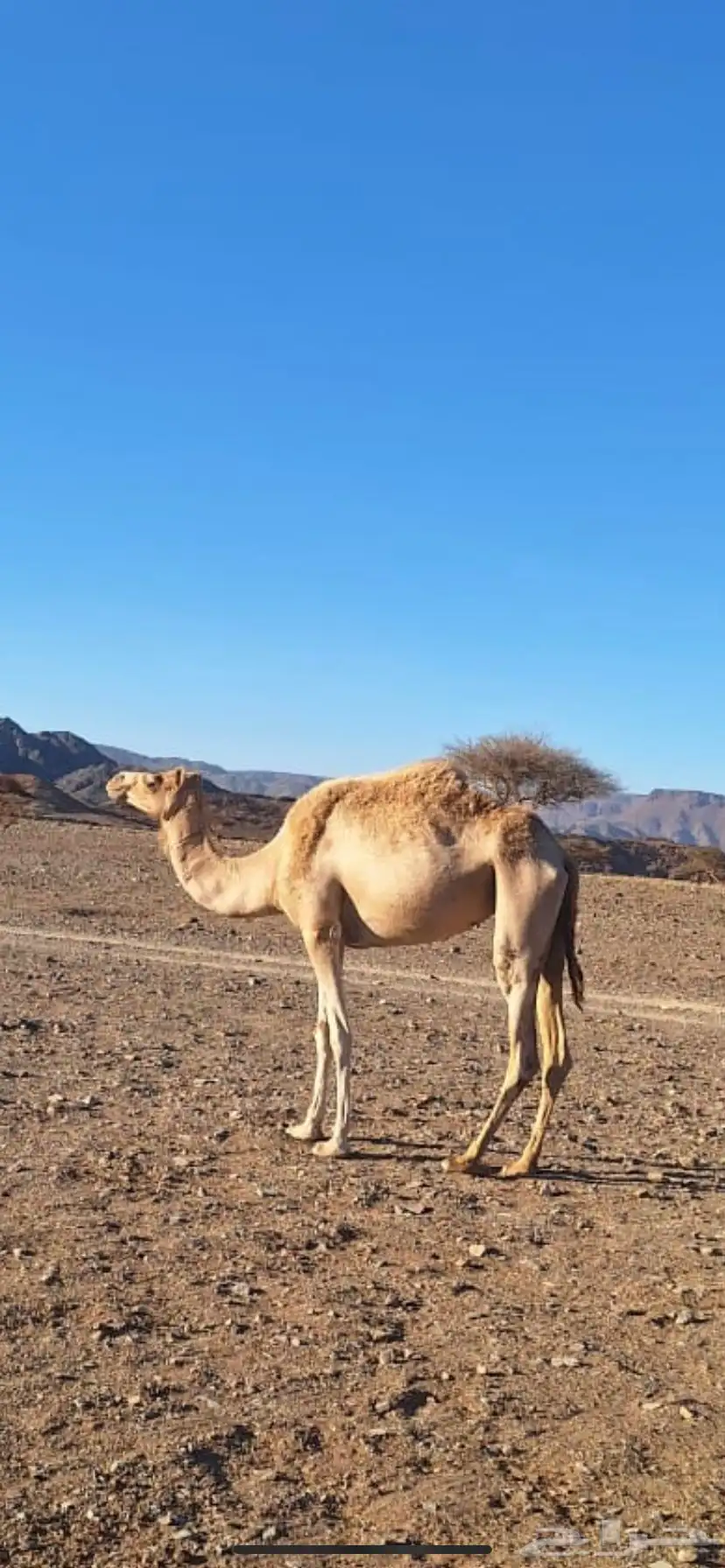 بكره مهجنة 1
