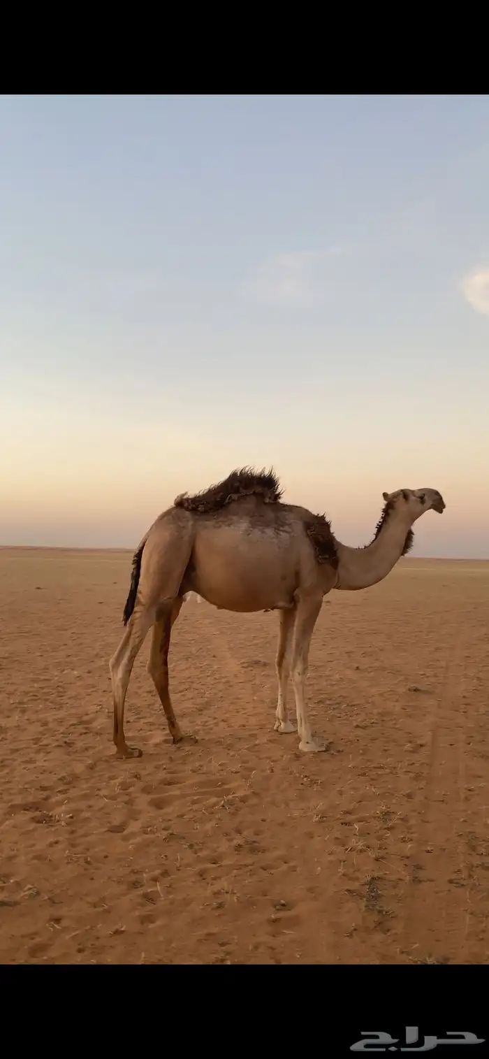 للبيع قعودين حق ومفرود 0