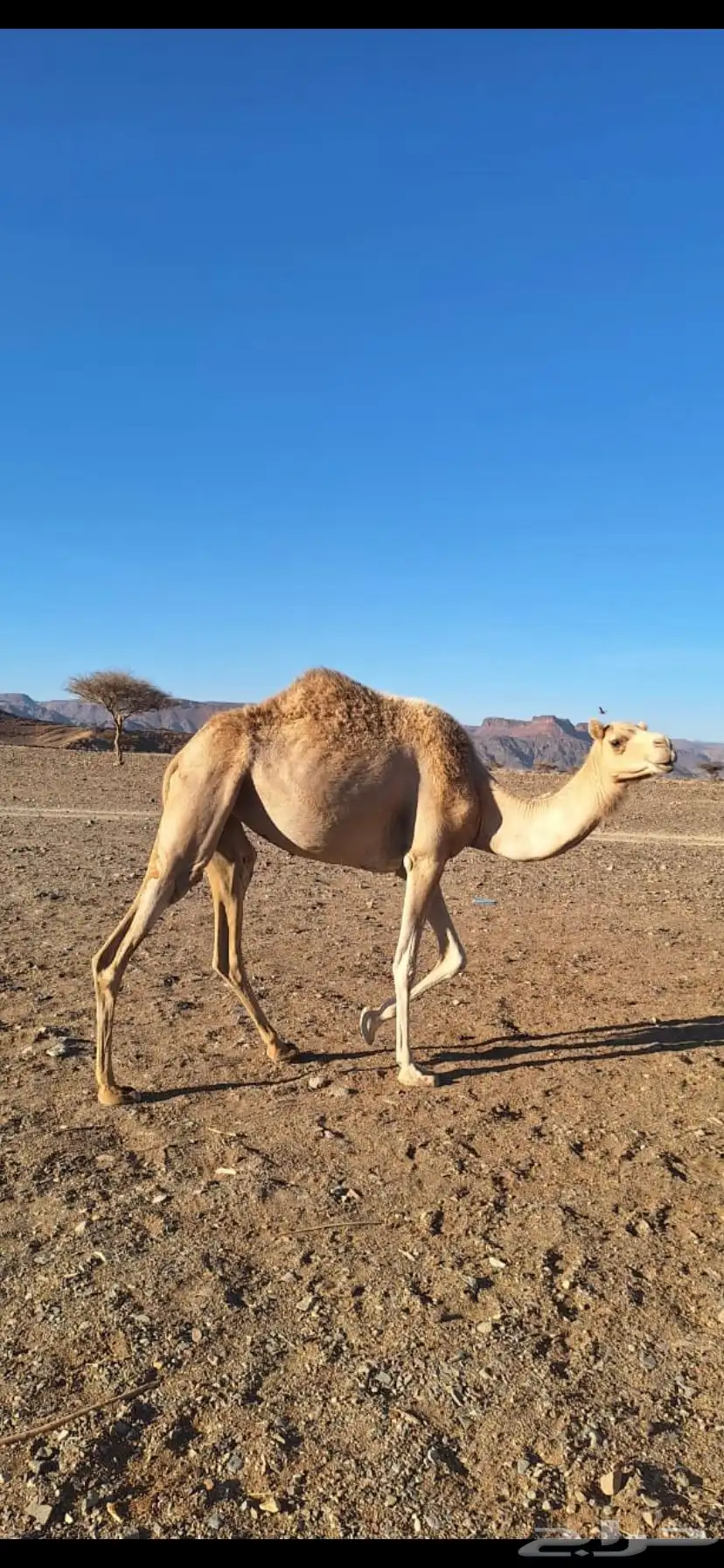 بكره مهجنة 0
