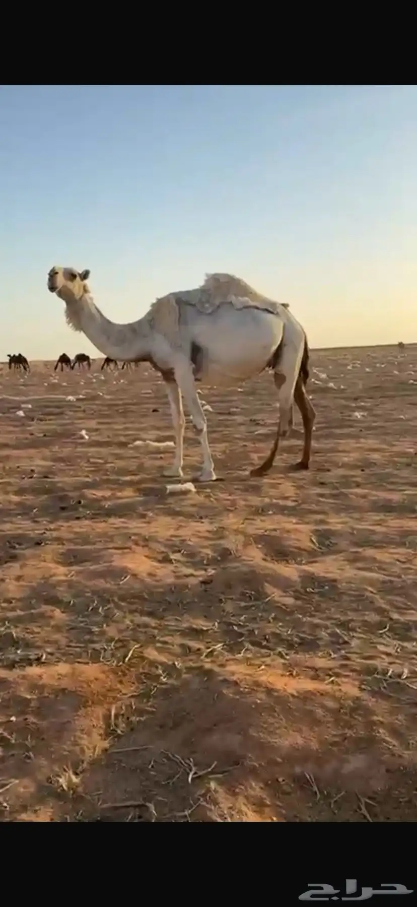 خلفه وضحا تحتها بكره 4