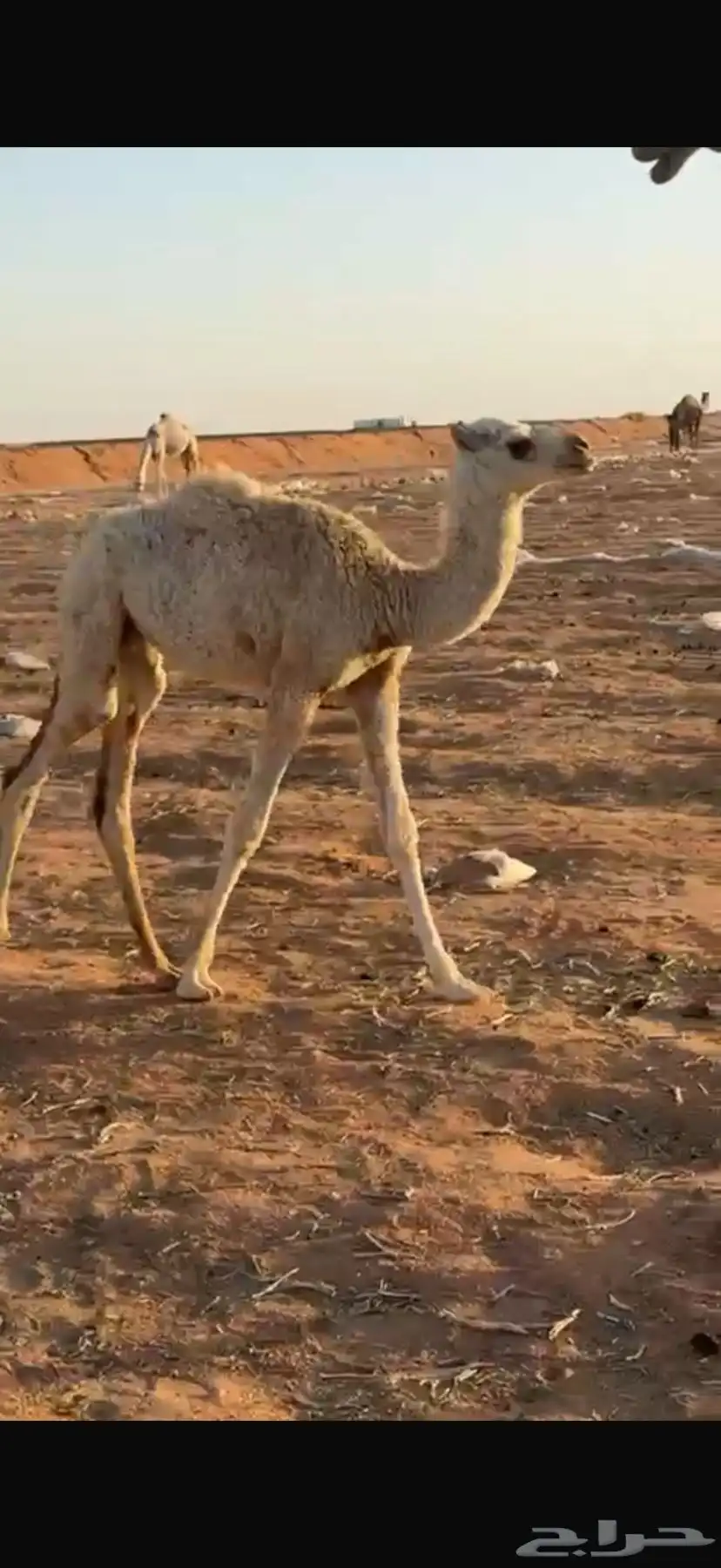 خلفه وضحا تحتها بكره 3