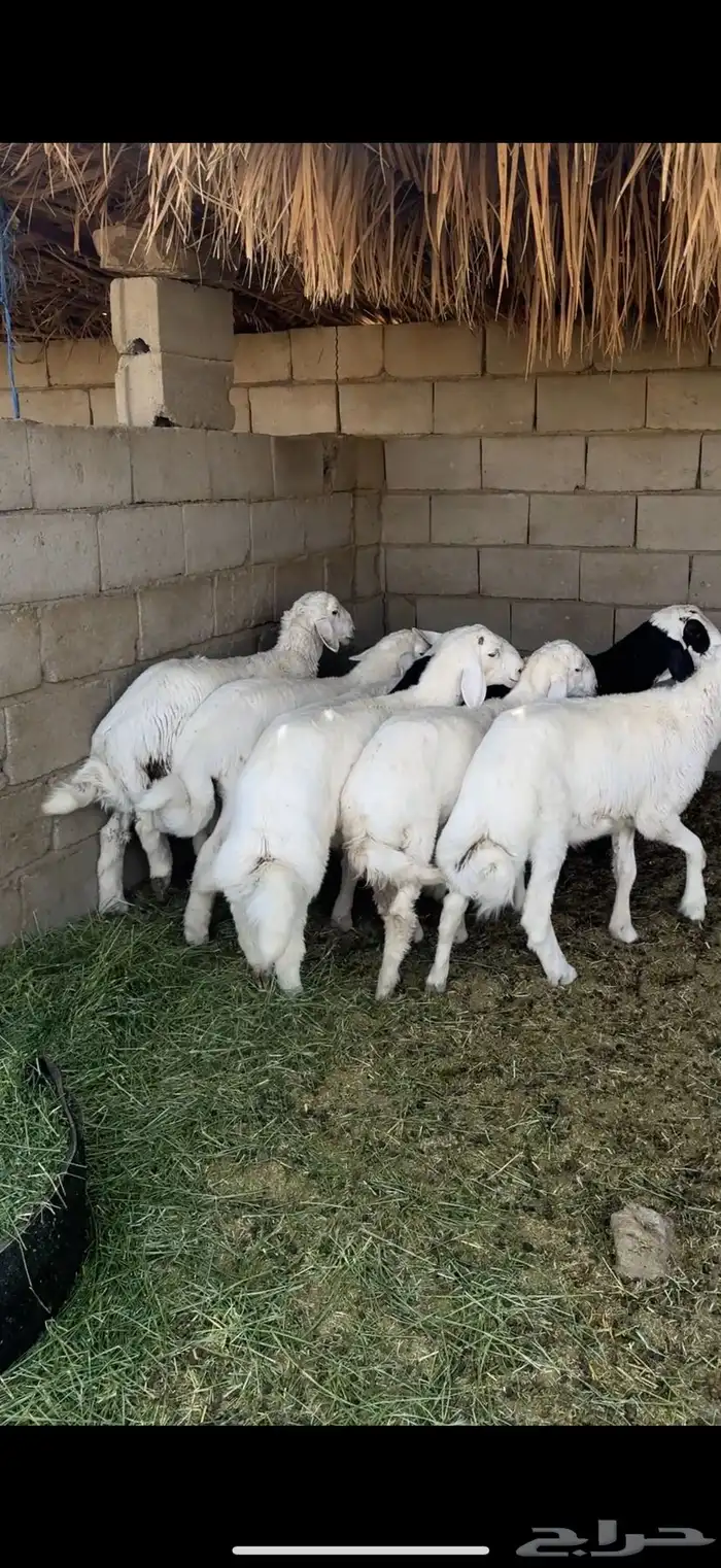 طليان (تم البيع) 0