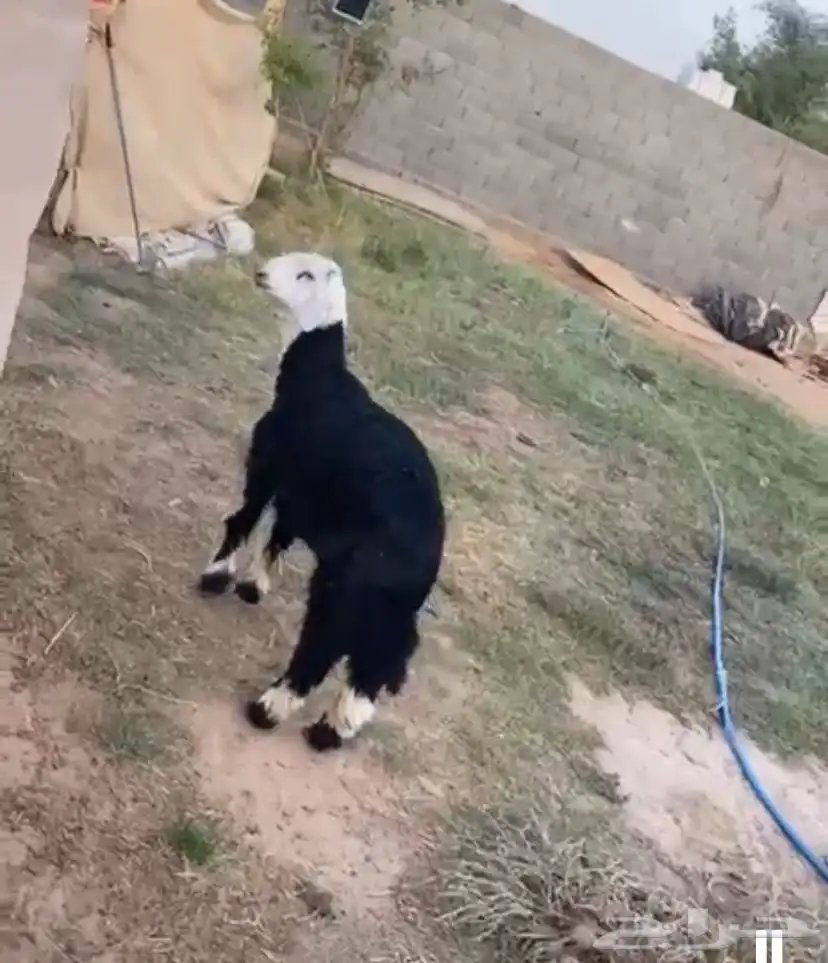 خروف 0