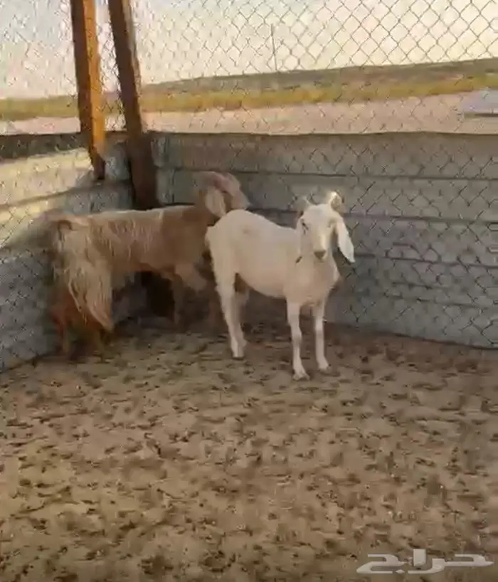 ثلاثة معزا مابين جنوبية ومشاريك 2