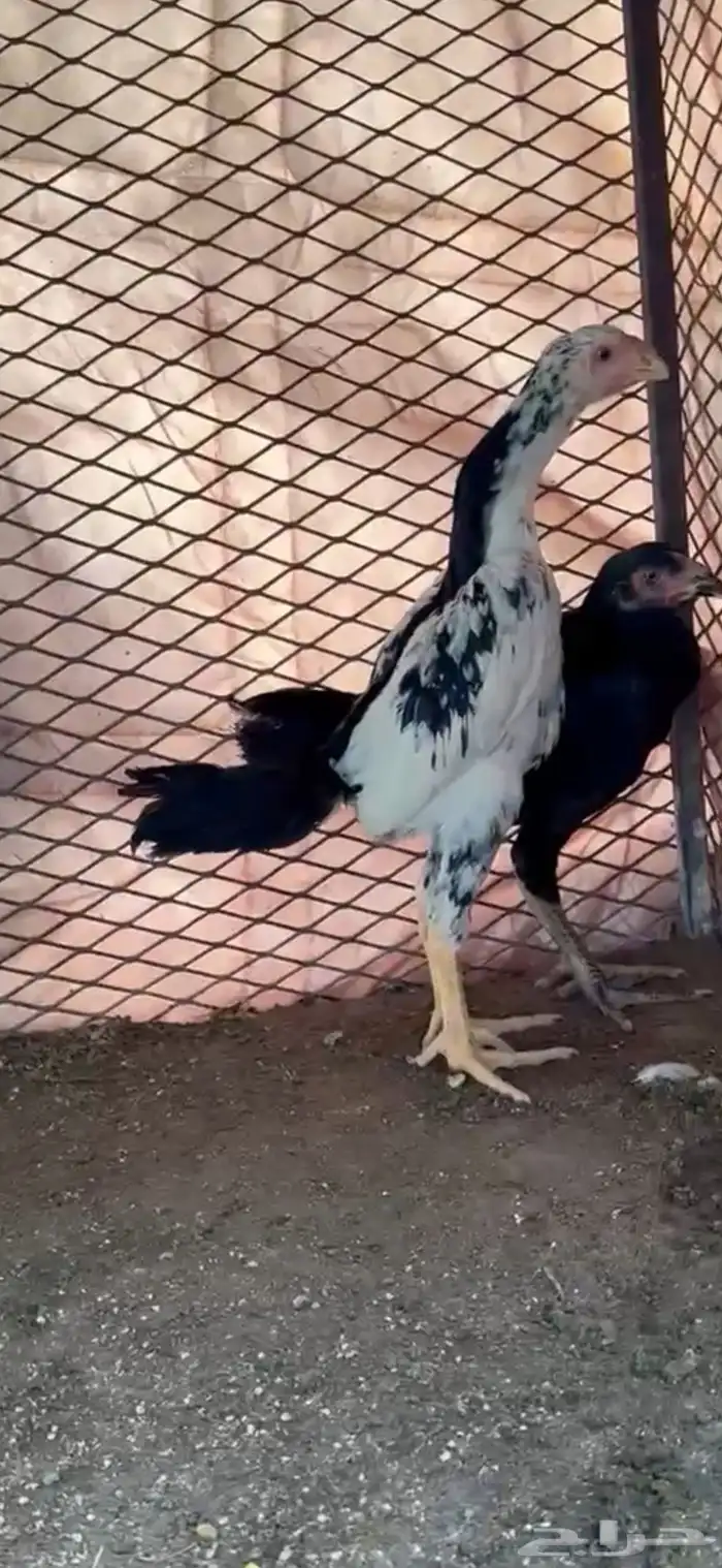 فروخ شامو هزاز 2