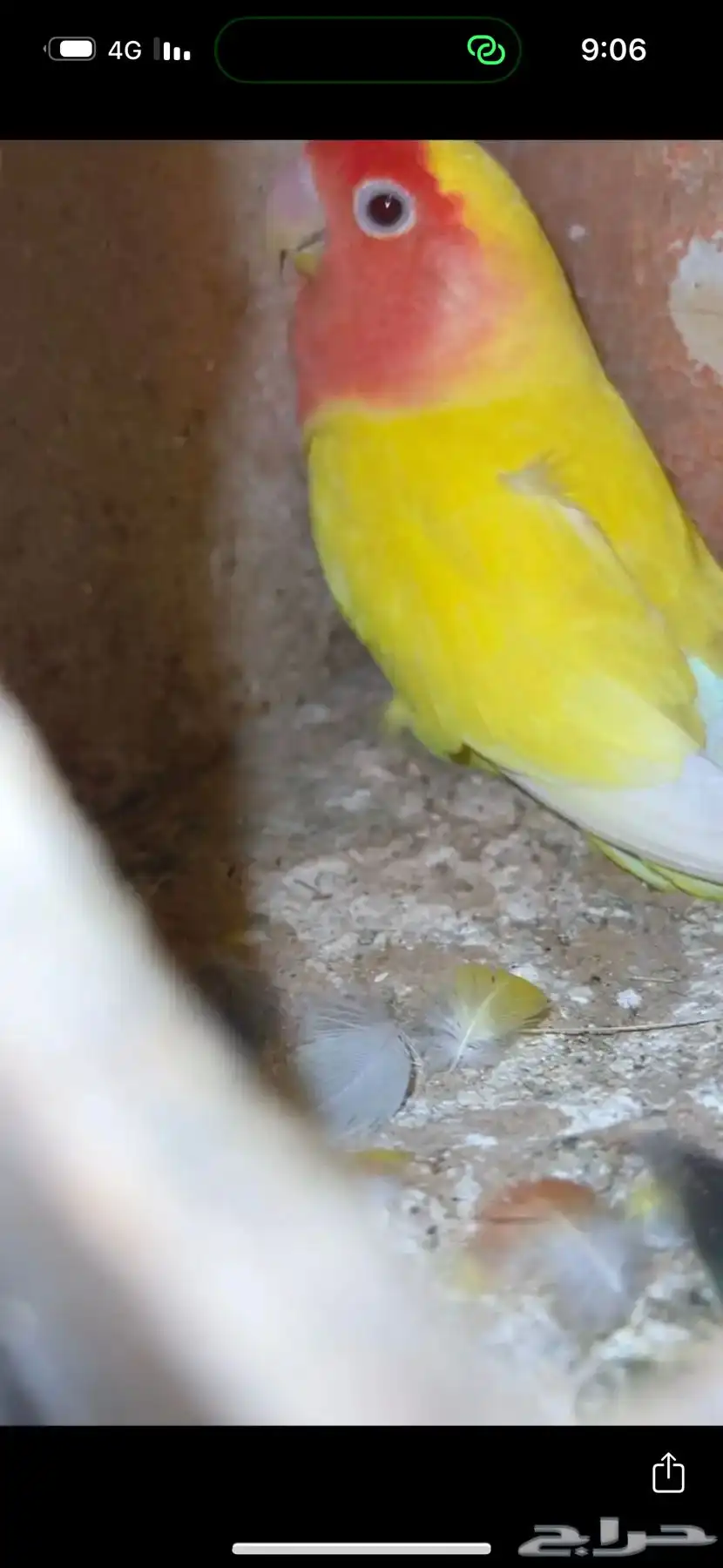 اجواز روز مع نتاجهن 4