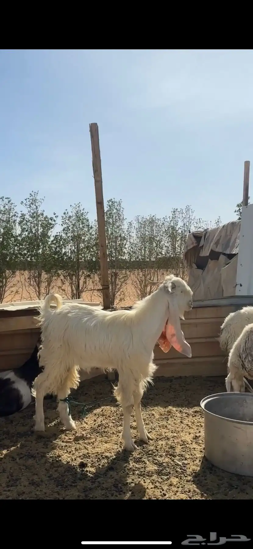 تيس فحل للبيع عمره سنه وشهرين 2
