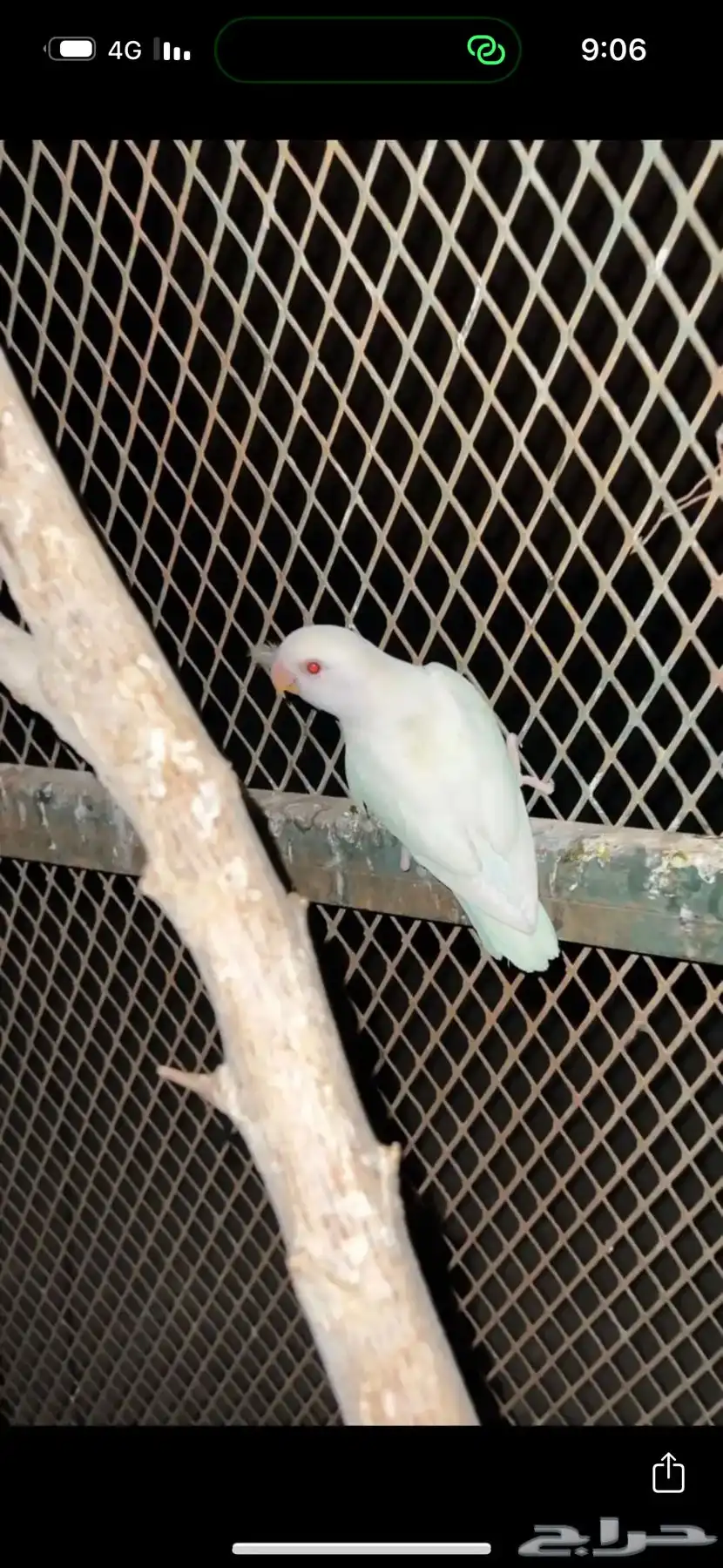 اجواز روز مع نتاجهن 0