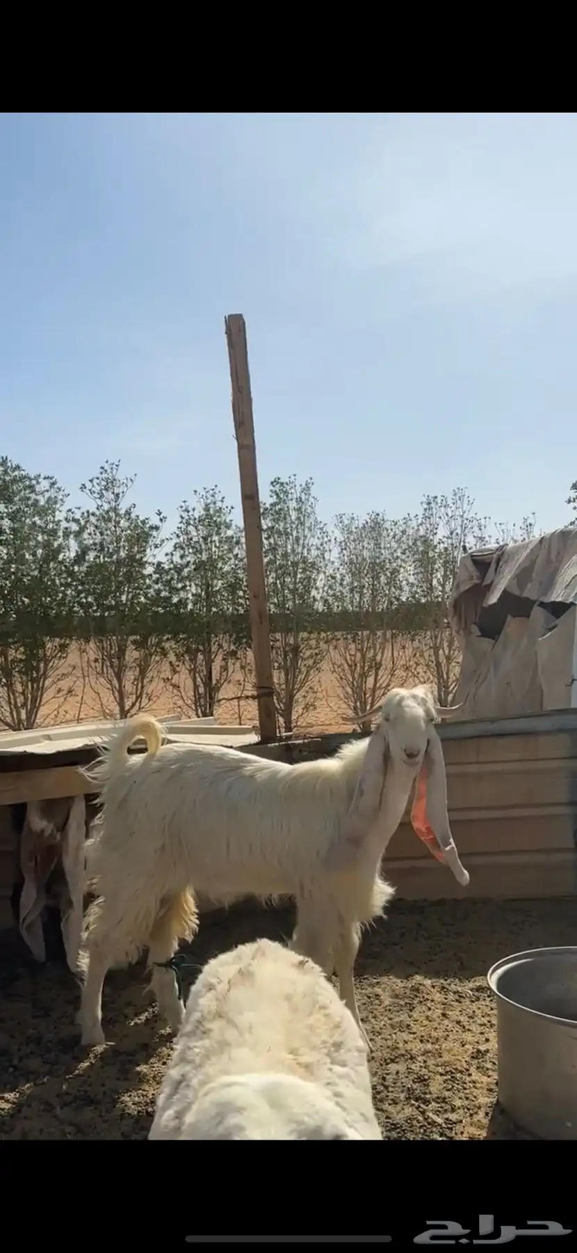 تيس فحل للبيع عمره سنه وشهرين 1