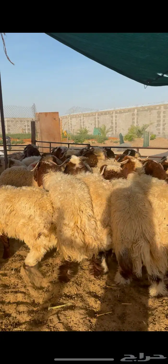 خرفان نعيم بلدي مناسبات 0
