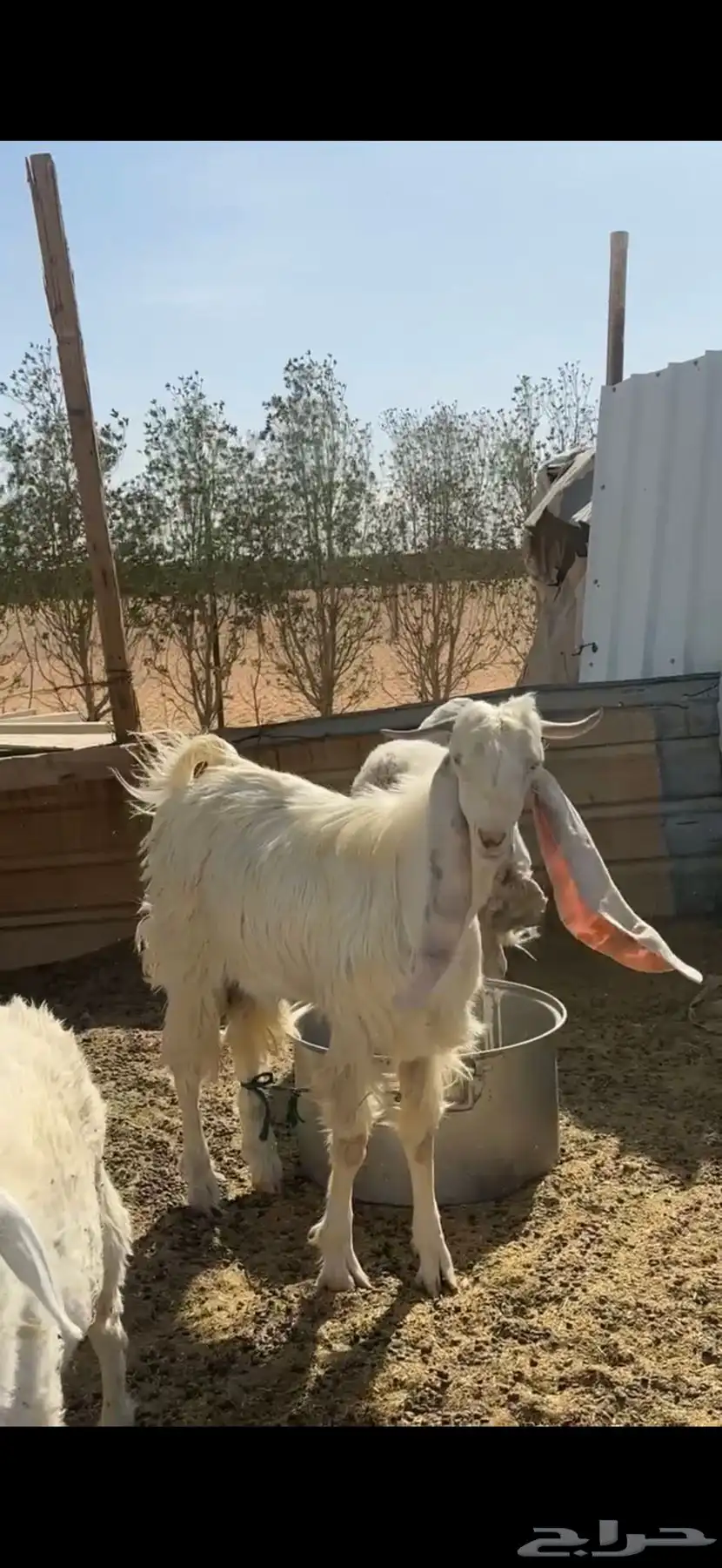 تيس فحل للبيع عمره سنه وشهرين 0
