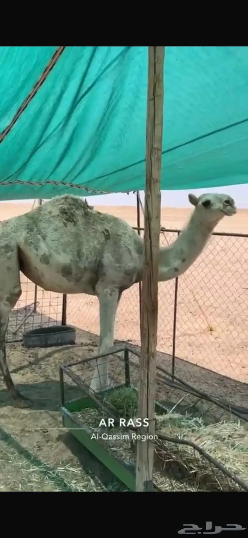 للبيع بكره رمانيه 0