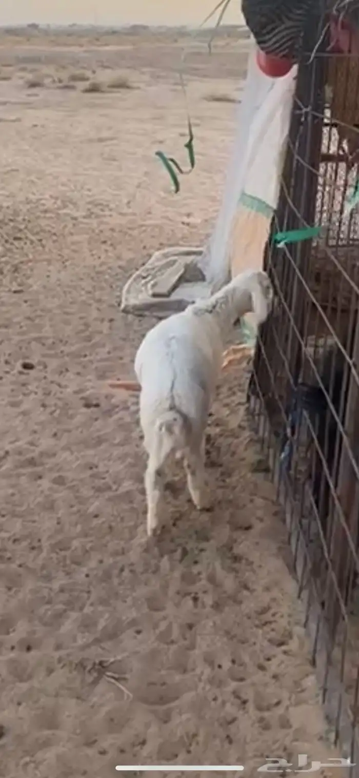 طلي حري العمر 4 شهور شحم ونظيف شرط من كل شي 1