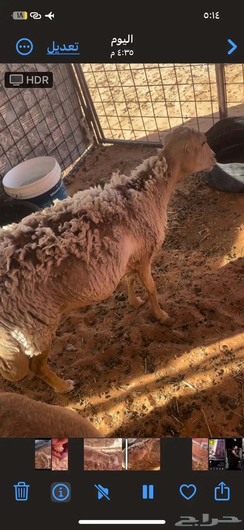 شاه خلفه تحتها رخل. عمرها 3شهور وشاه نضيفه شرط طيبه طيبه 0