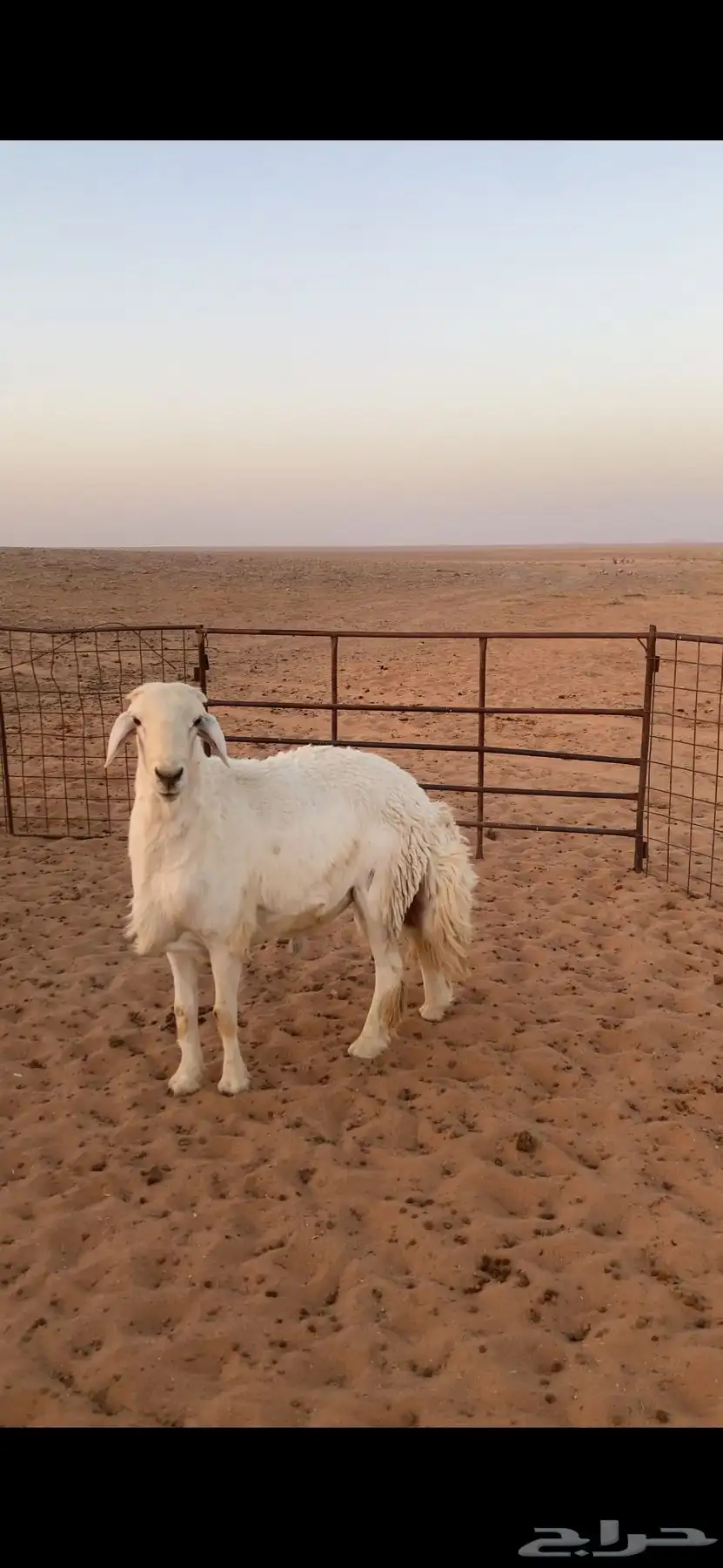 فحل حري صنف 1