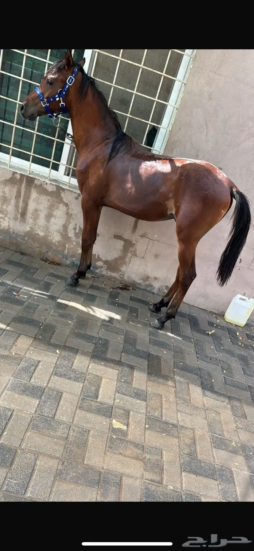 مهر واهو فاخر 1