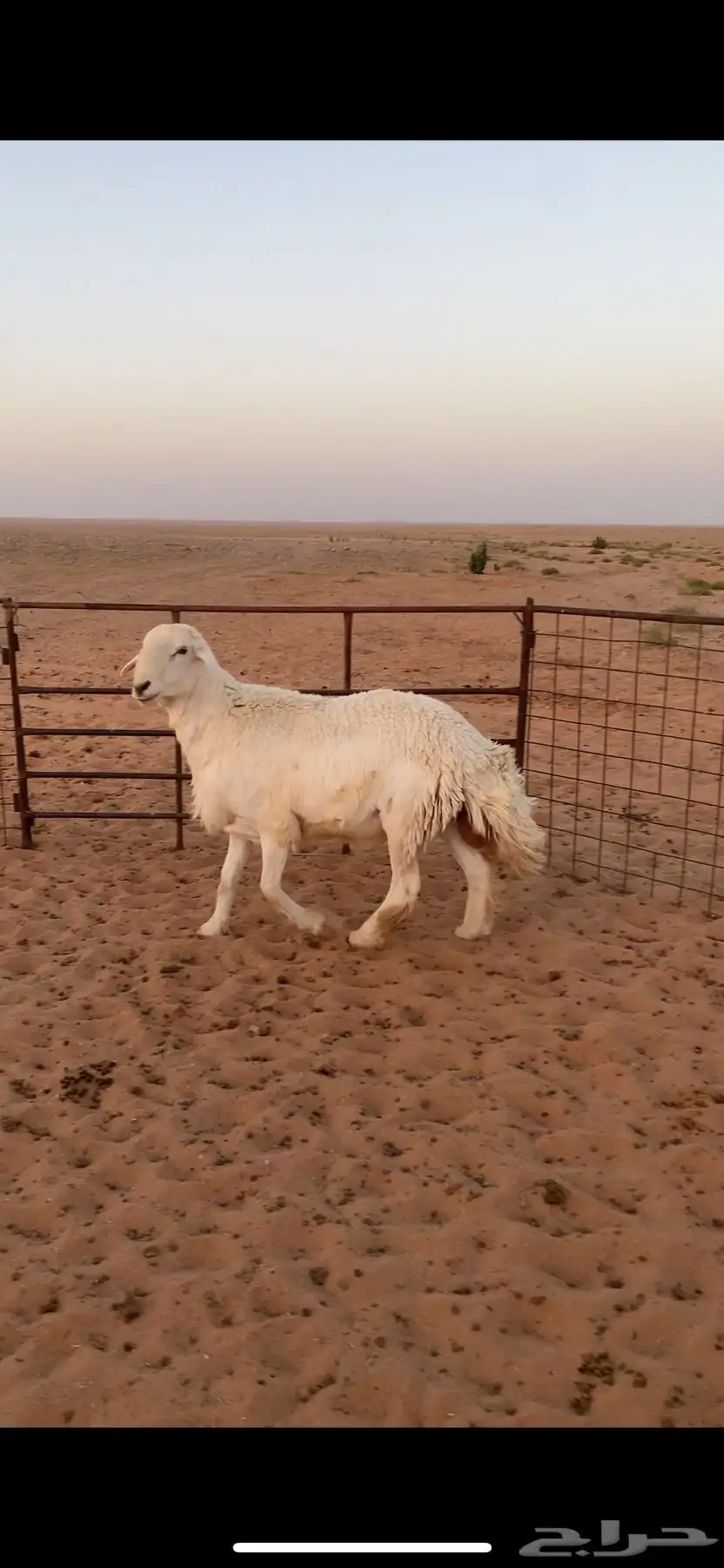 فحل حري صنف 0