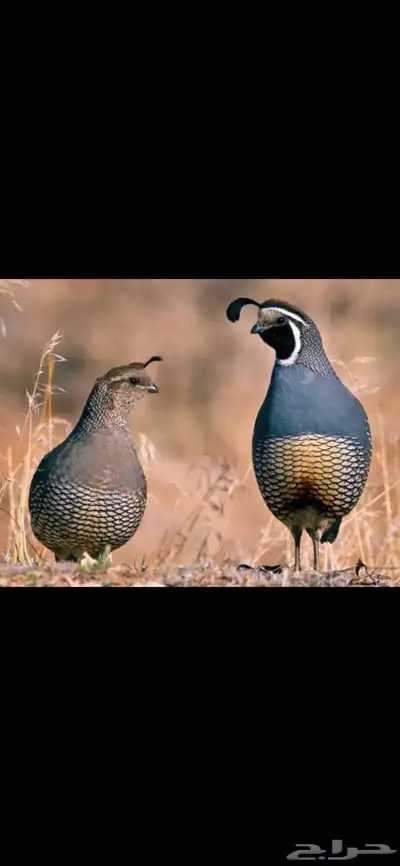 سمان كاليفورنيا منتجه 0