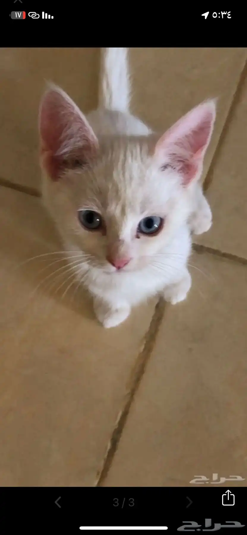 قطط 0