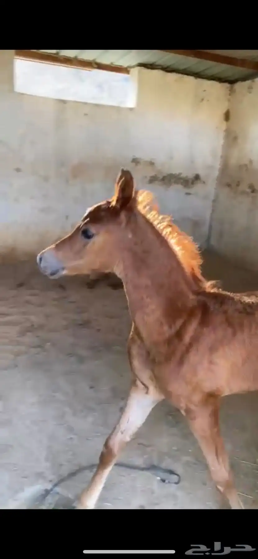 فرس معها مهره شعبيه 2