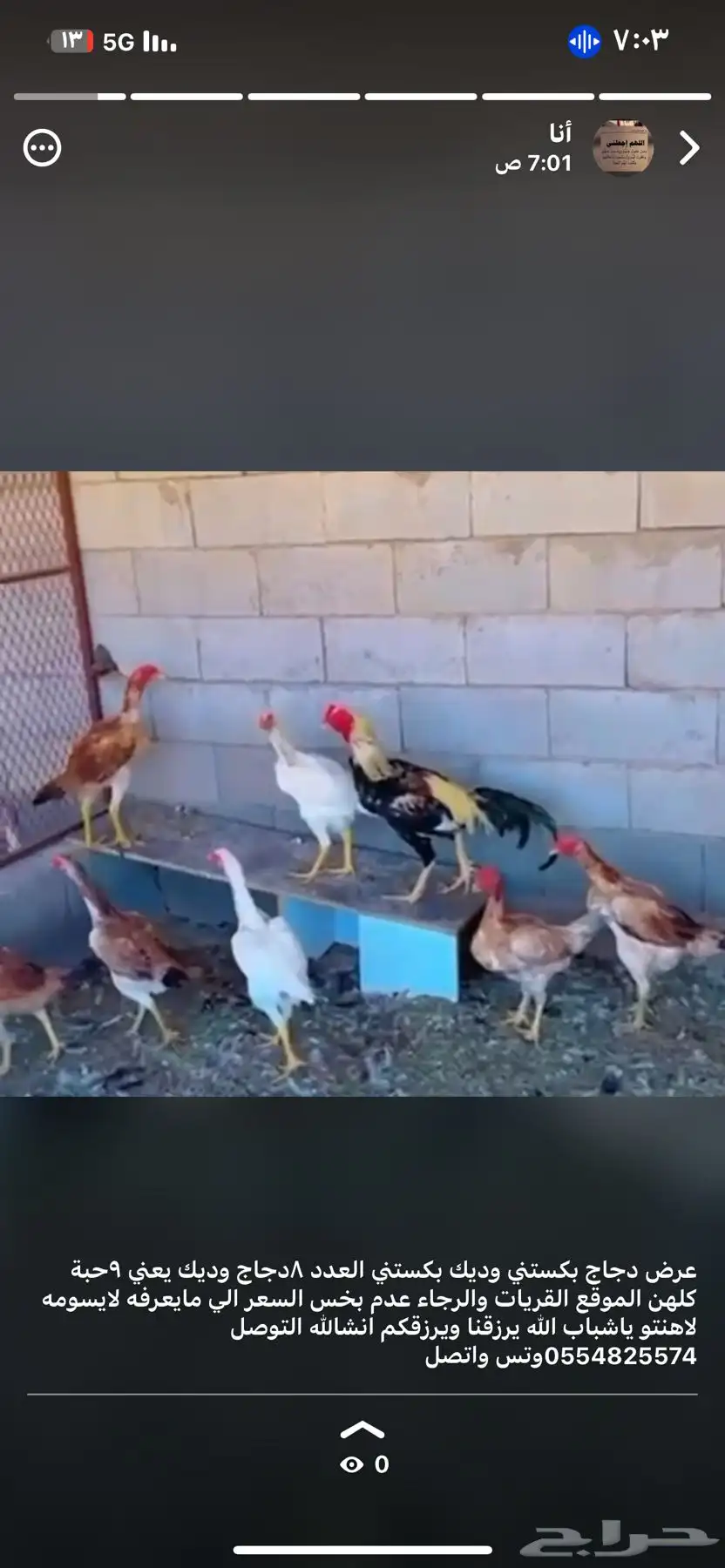 دجاج بكستني وديك بيض 0
