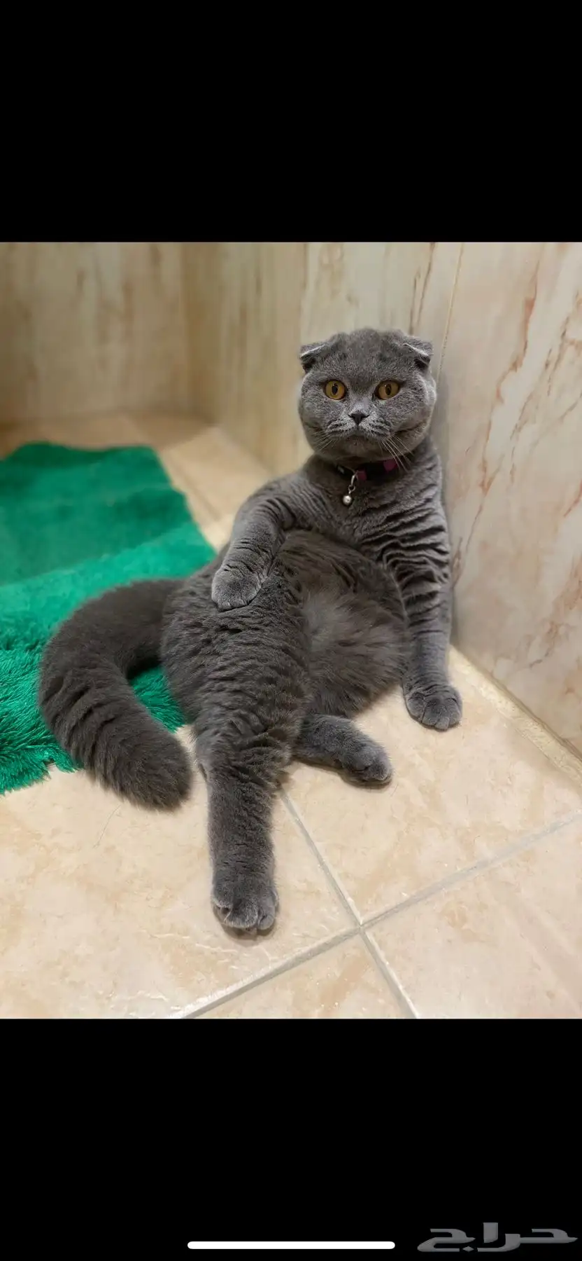 Scottish Fold Cat 3