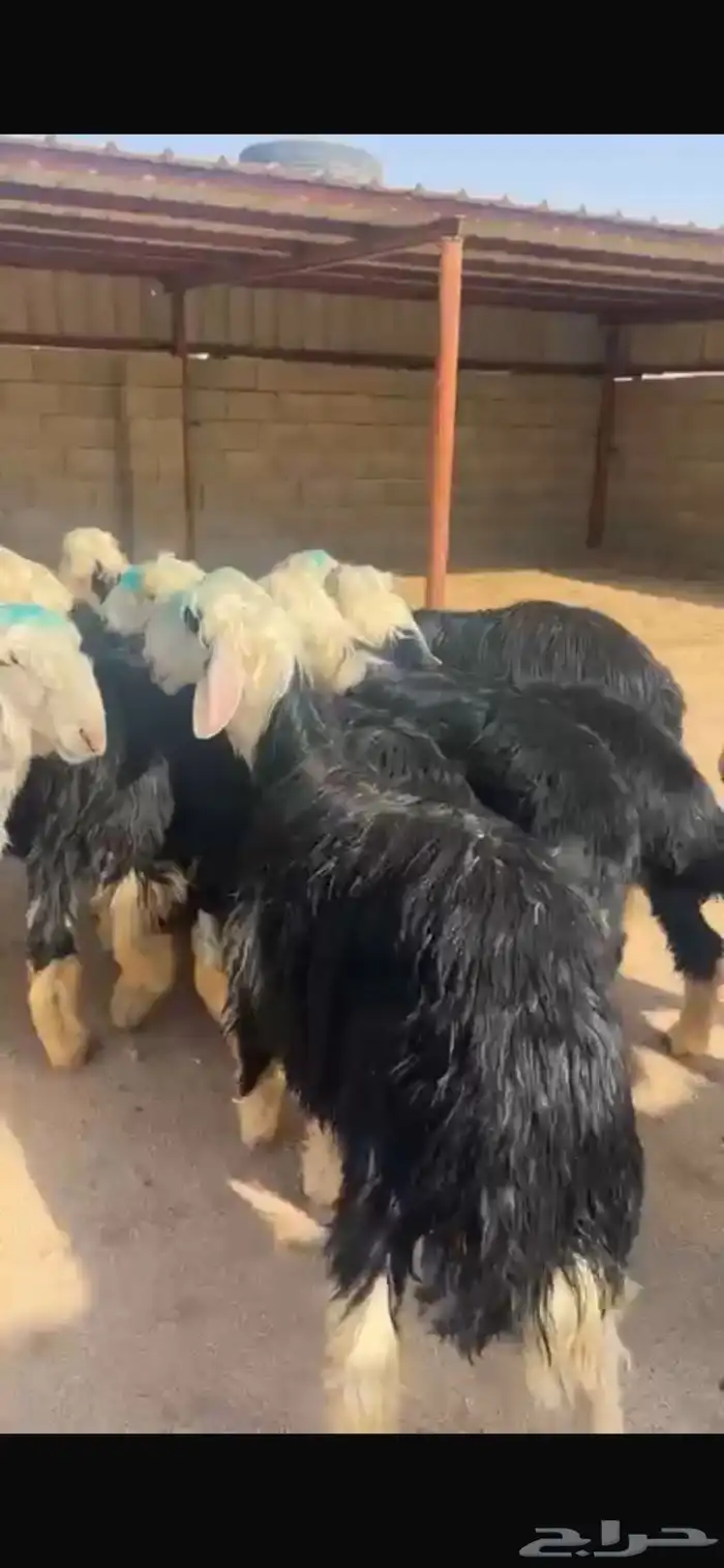 بهم نجد فل شحم 5 شهور 1